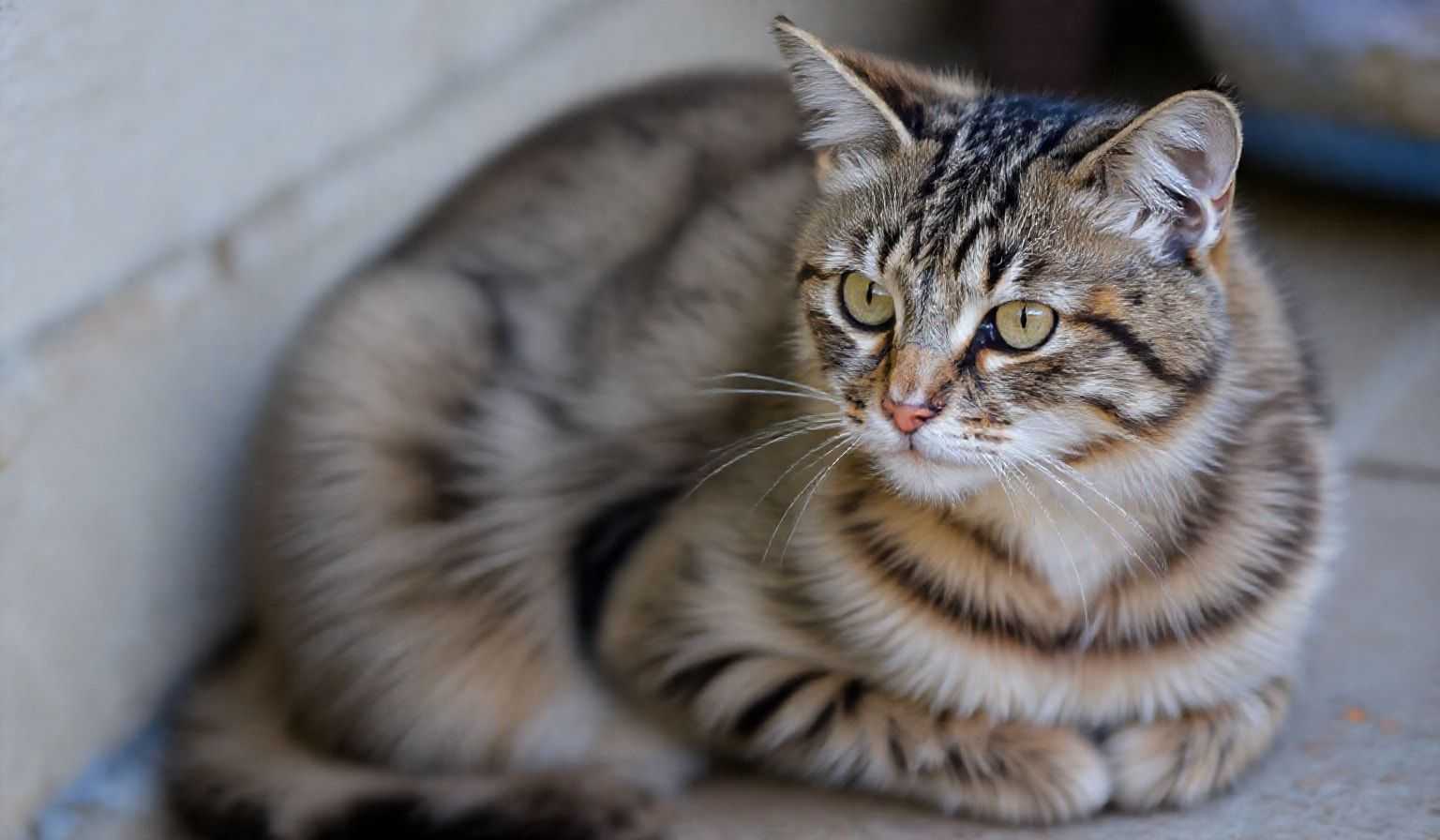 3.5亿巨额融资！中东Tabby，400万用户BNPL狂飙！